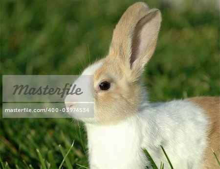 An adorable dutch bunny sitting in the grass..