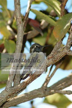 A young Anna's Humming Bird rests on a tree branch.