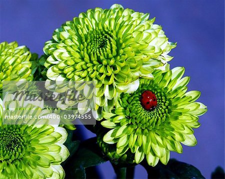 A ladybug rests on a green color chrysanthemum.