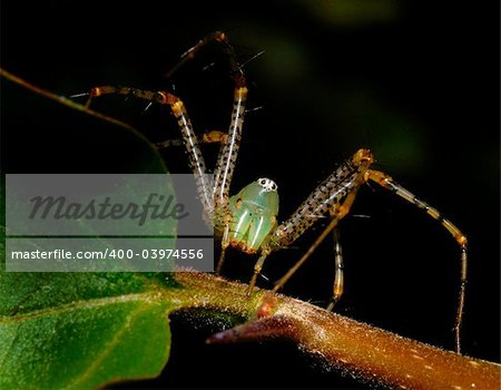 A lynx garden spider sitting on a leaf.