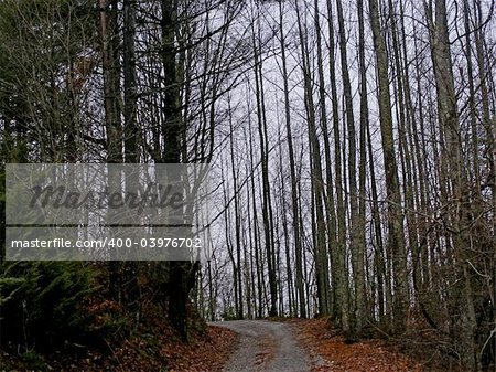 A gravel trail through a forest of trees in foggy weather.