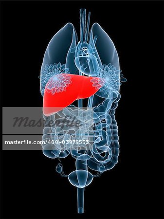 3d rendered x-ray illustration of female organs with highlighted liver
