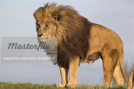 male lion with mane on the lookout