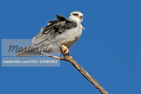 Black-shouldered kite (Elanus caeruleus) perched on a branch, Kalahari, South Africa