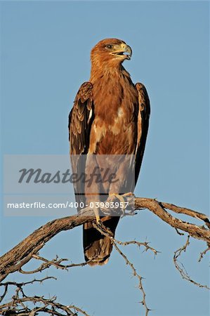 Tawny eagle (Aquila rapax) perched on a branch, Kalahari, South Africa