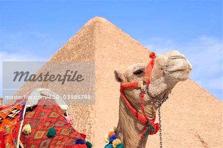 Closeup of camel with Great Pyramid of Giza blurred in the background.  Near Cairo, Egypt.