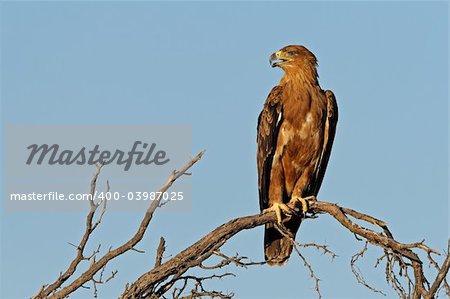 Tawny eagle (Aquila rapax) perched on a branch, Kalahari, South Africa