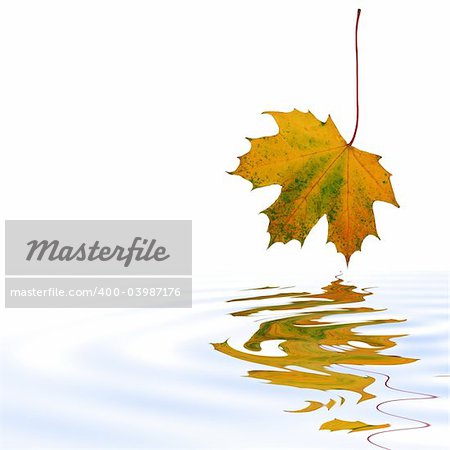 Abstract of a maple leaf with the colors of Autumn reflected over rippled water. Set against a white background.