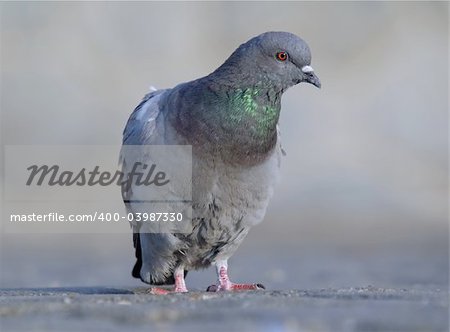 rock pigeon posing on pavement