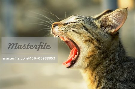 A small tiger yawning in the sunshine