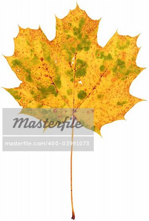 dried spotted maple leaf isolated on pure white background