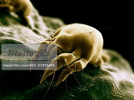 3d rendered close up of a mite