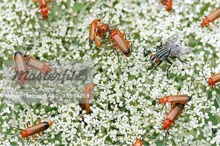 A lot of common red soldier beetles and one female flesh-fly