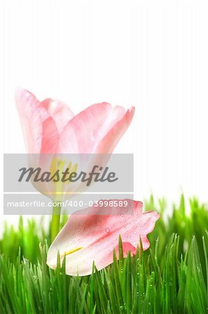 Pink tulip with petal in the grass