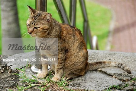 cat and old building