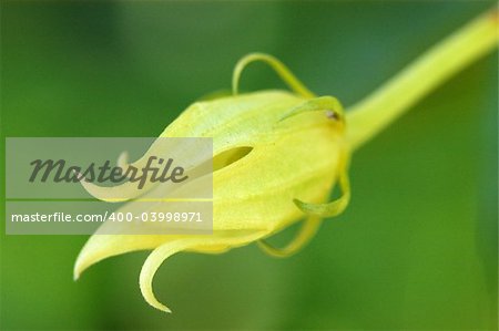 young plant in the gardens