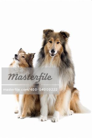 two schotisch collie dogs isolated on a white background