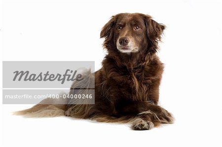 setter retriever dog  isolated on a white background