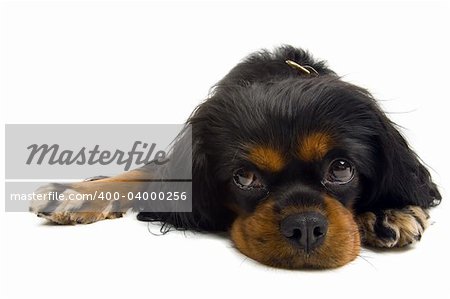 Cavalier King Charles Spaniel  dog isolated on a white background