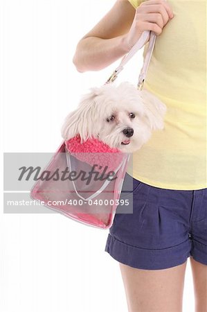 mom carrying pooch in purse