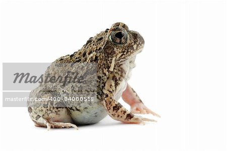 A southern African sand frog (Tomopterna cryptotis) on white