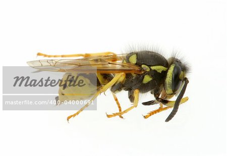 wasp - extreme macro