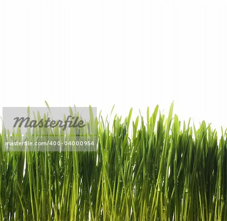 green fresh grass with water drops on white background