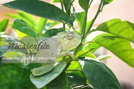 Lazy chameleon in the tree in Cyprus.