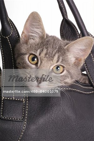 kitten in bag