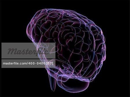 3d rendered anatomy illustration of a human brain