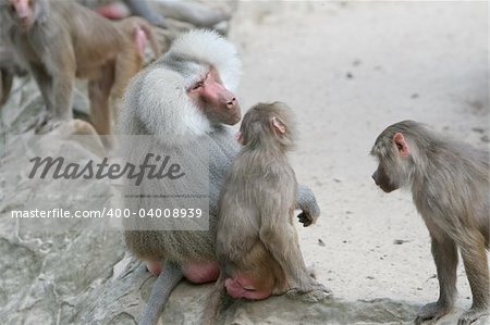 Baboon mother with two childrens in Berlin zoo.