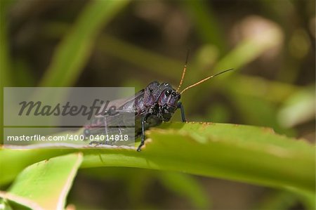 Cricket on a leaf with a green background and shallow Depth of Field