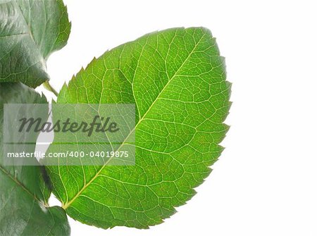 green vivid leaf details on white