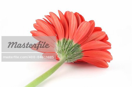 red gerbera from a different angle