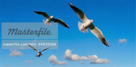 bright sky panorama  with seagulls