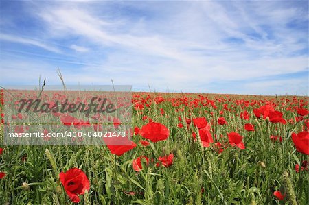 A beautiful landscape with red poppy on a wheat field