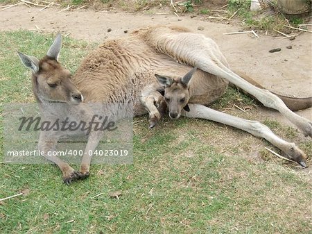 Kangaroo with baby joey.