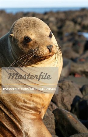 Sea Lion on the Volcanic Rocks of the Galapagos Islands