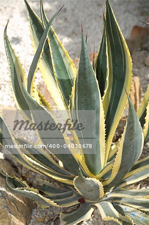 Cactus Agave americana striata