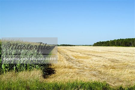 A corn field being cultivated with copyspace in the sky