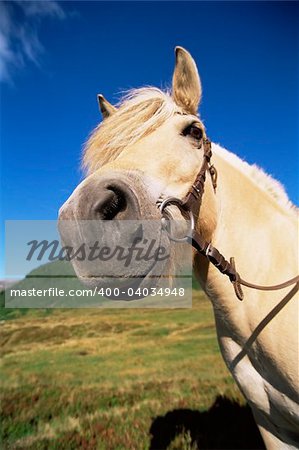 Tan colored horse standing in field