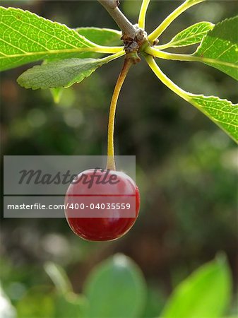 ripening cherry fruit with leaves on the branch