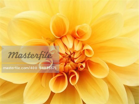 A photography of a orange flower background