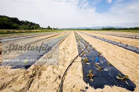 intensive vegtable farming with water irigation France