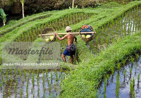 Rice paddies  near Ubud in Bali, Indonesia