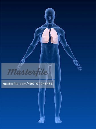 3d rendered anatomy illustration of a human body shape with lung