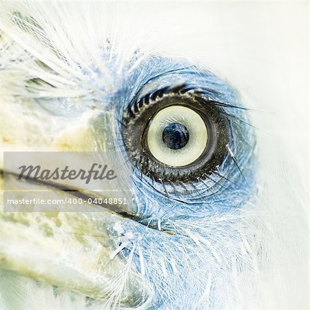 bird eye closeup