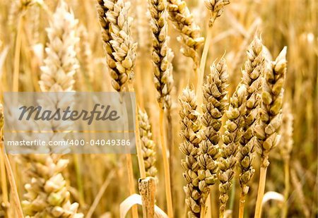 golden grain ready for harvest