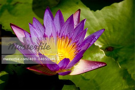 close up purple water lily