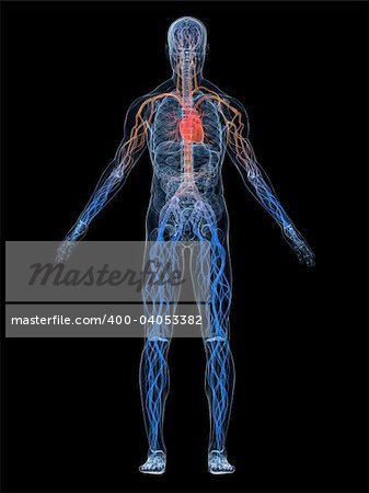3d rendered anatomy illustration of a human body shape with vascular system